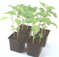 Sweet Dani Lemon Basil is easy to grow from seed or plant and has a pleasant, citrus aroma.